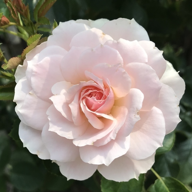 バンクーバーベル 薔薇 Green's Garden