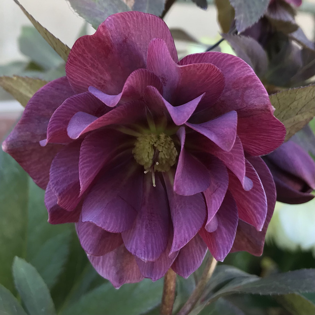 黒紫色のクリスマスローズ Green S Garden