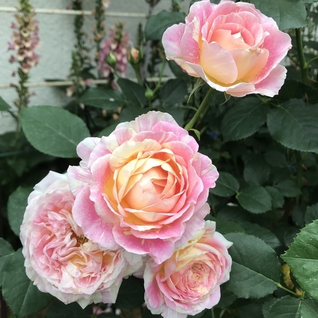 クロードモネ 薔薇 Green S Garden