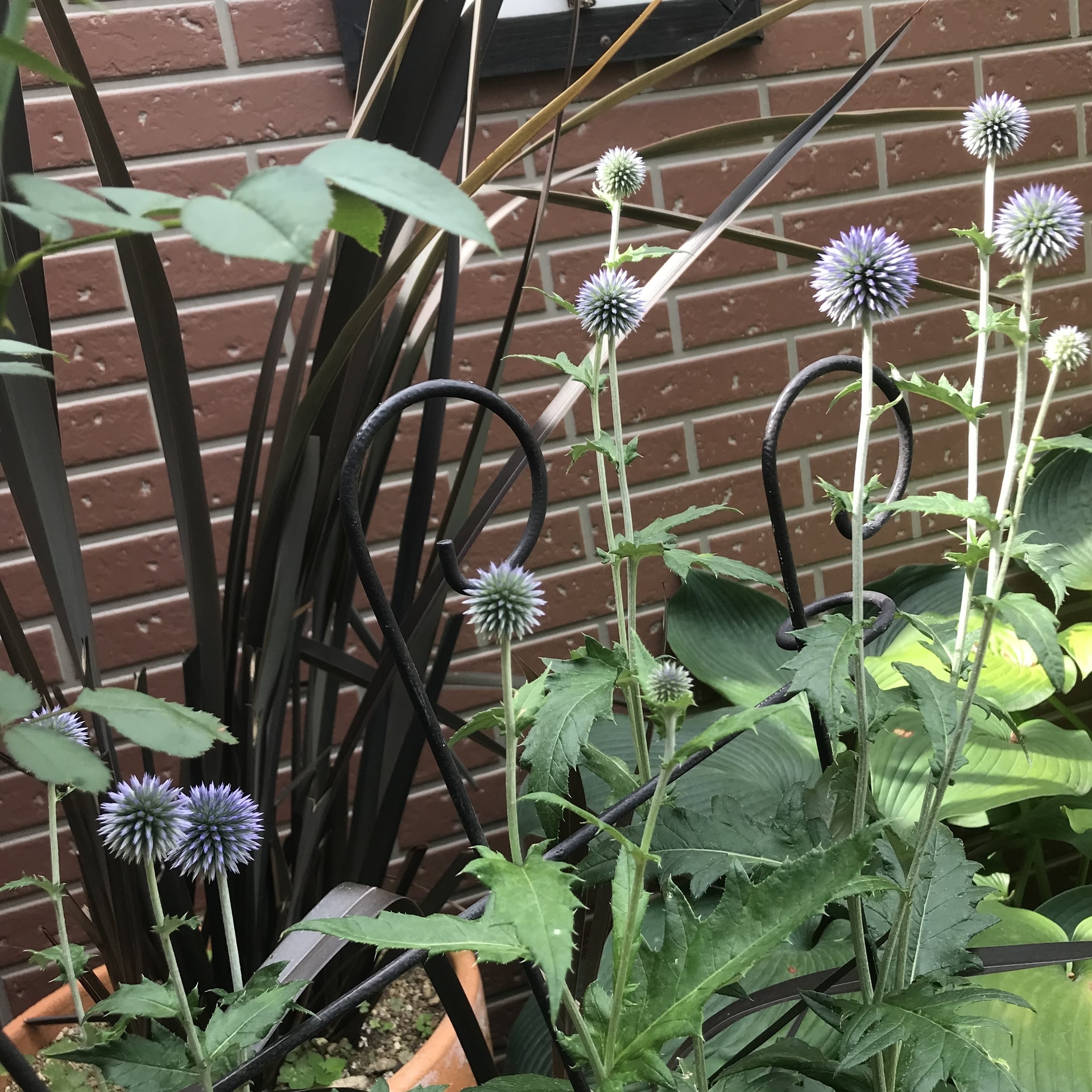 神秘的なルリタマアザミ Green S Garden