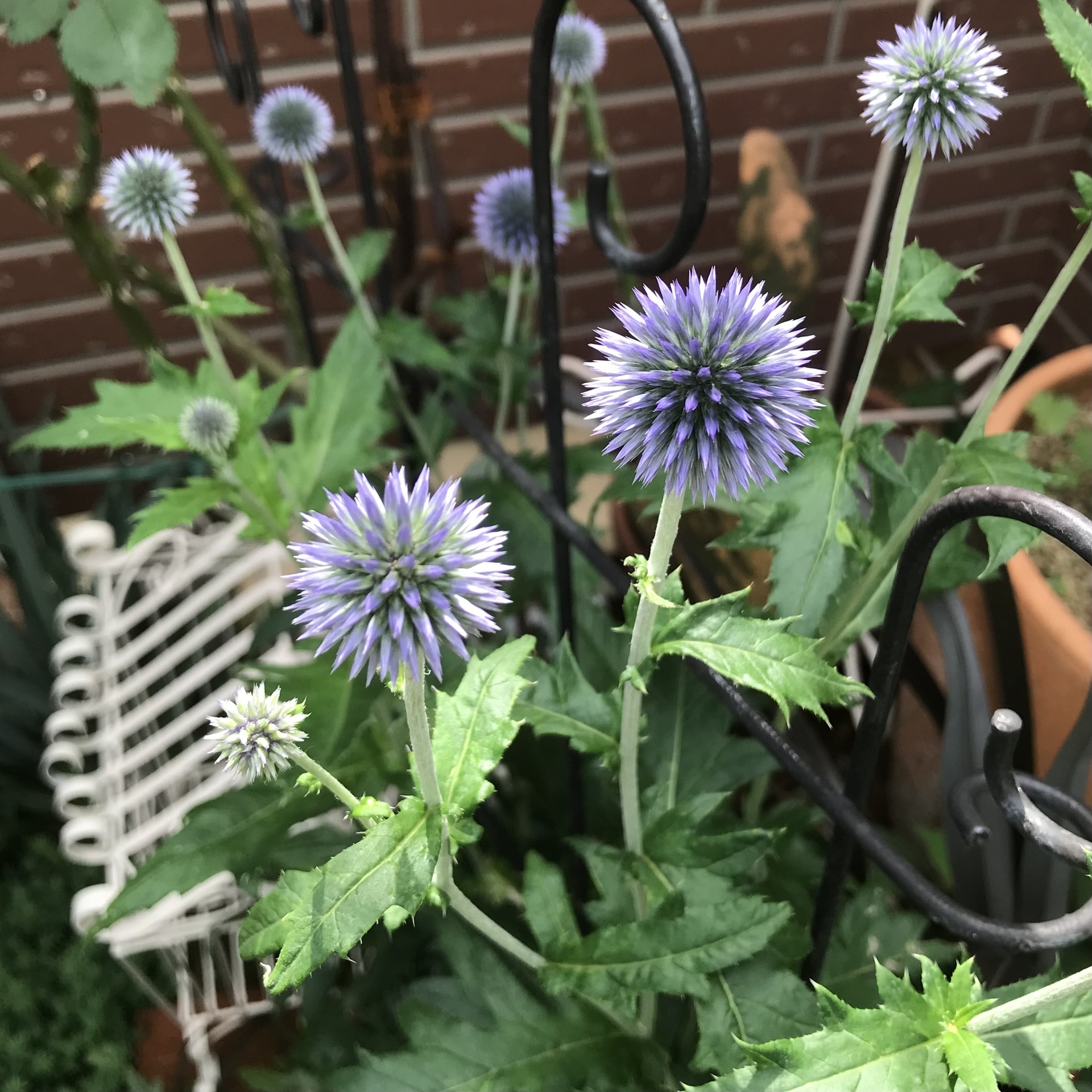 神秘的なルリタマアザミ Green S Garden