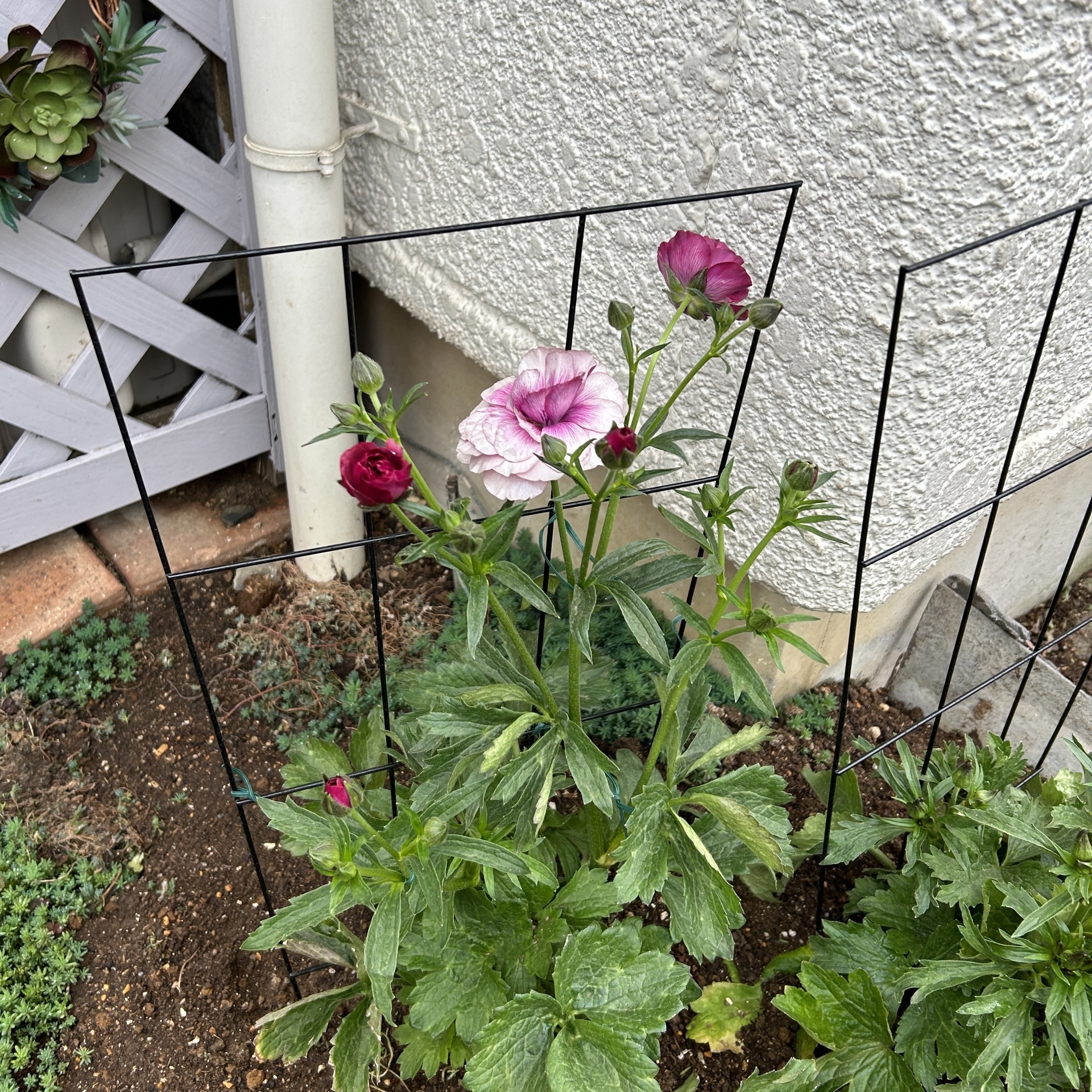 ラックスと支柱: Green's Garden