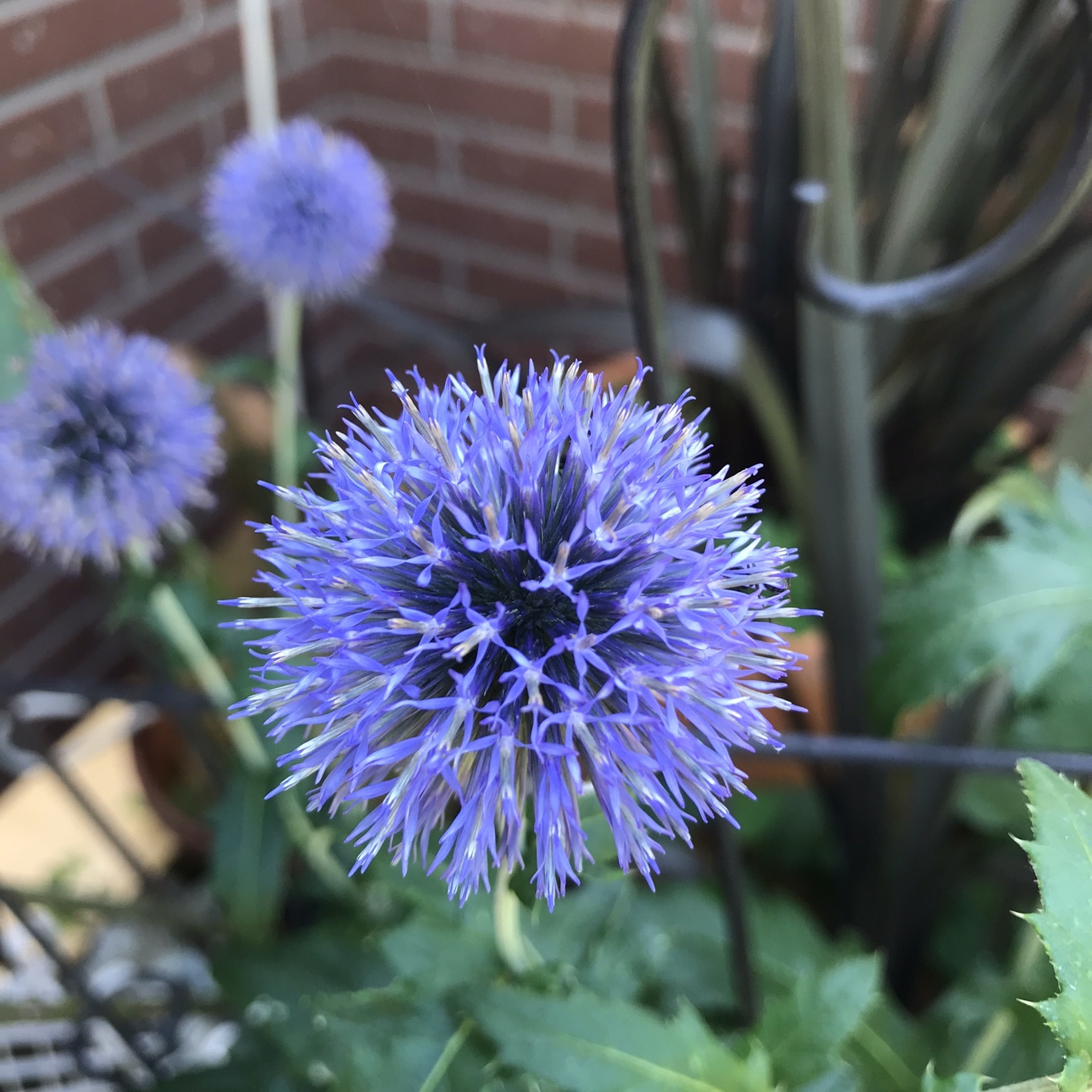ルリタマアザミとバラのドライフラワー Green S Garden