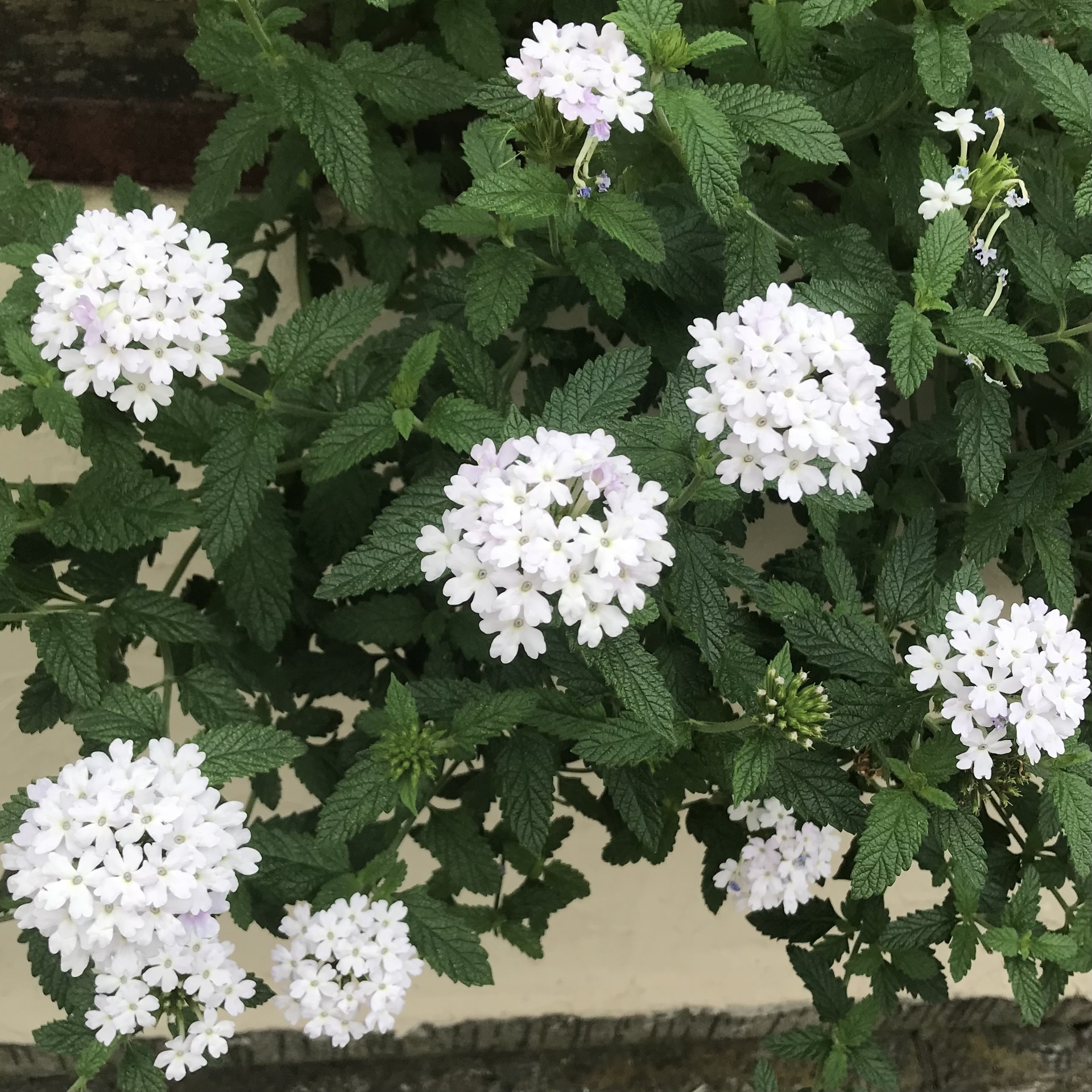 バーベナの花びらはハート型 Green S Garden