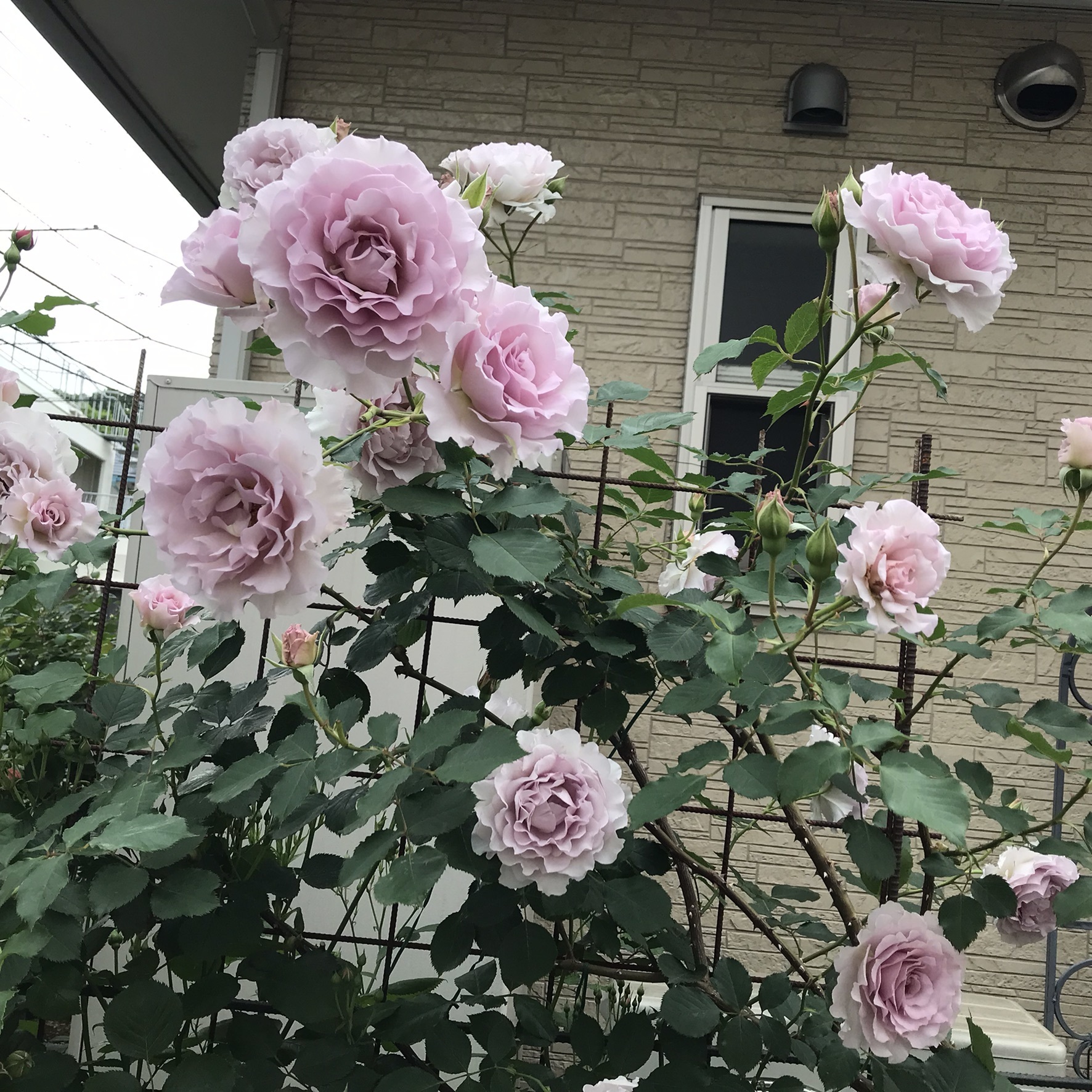 大きくなったニューウェーブ Green S Garden