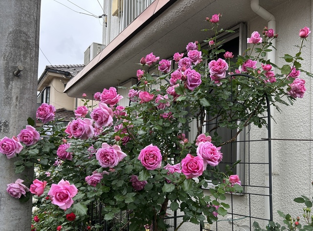 X562 HEREND エリザベートのバラ 3点 記念 現状品 X562 HEREND エリザベートのバラ 3点 記念 現状品