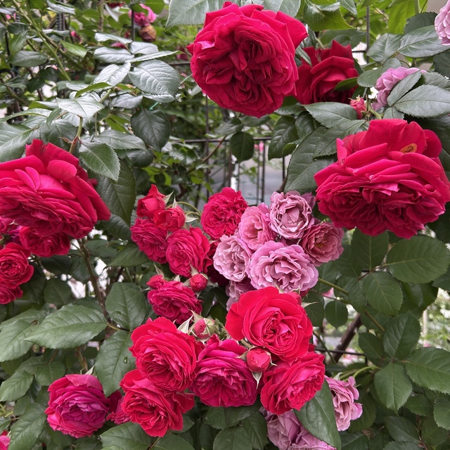 メアリーマグダレン パピヨンローズコサージュ ミルキーミント