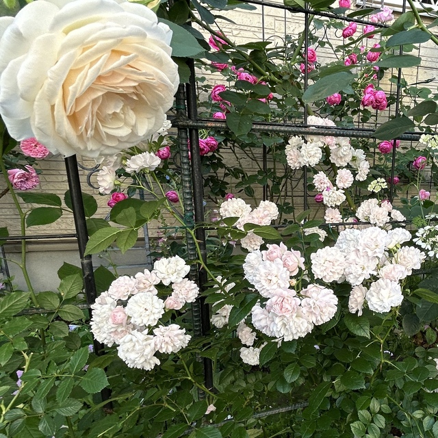 グラニーの花数: Green's Garden