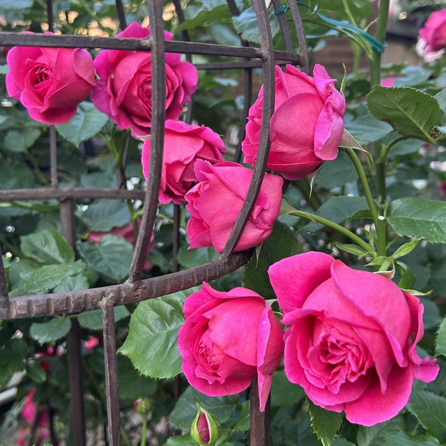 マイスタージンガーをツルバラ扱いしてみたい Green's Garden