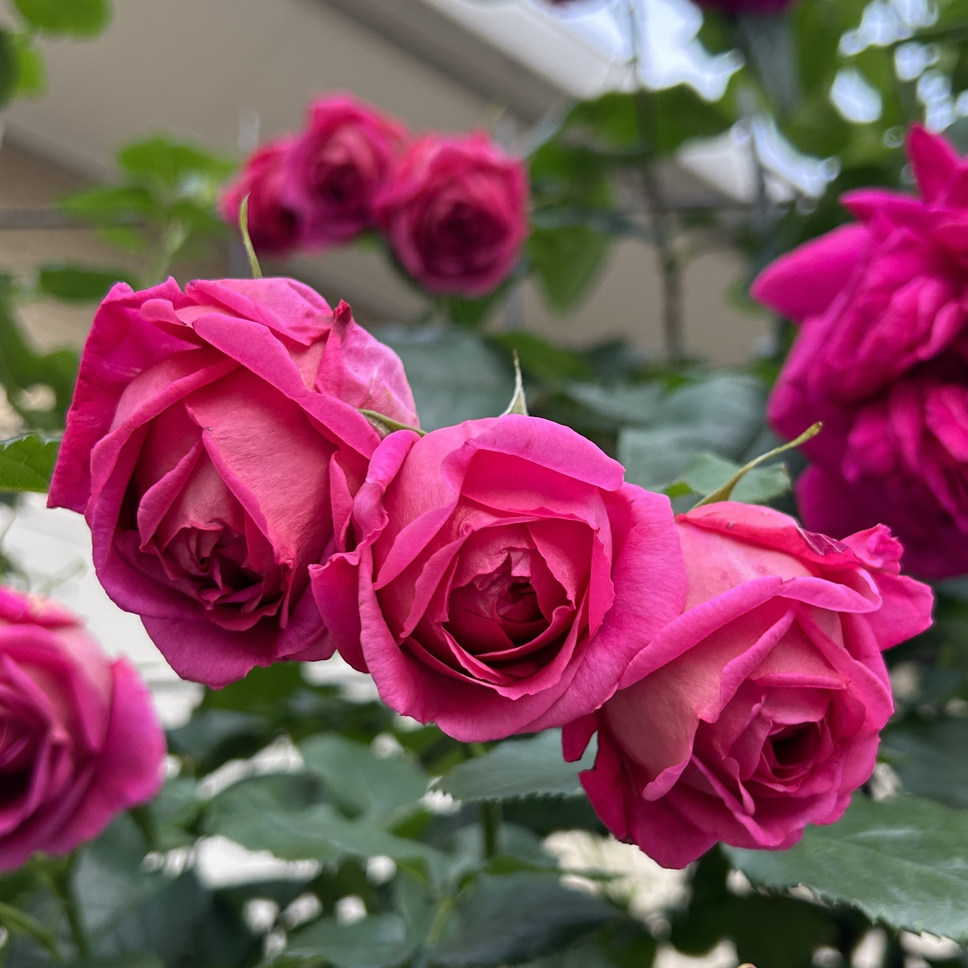 可愛いマイスタージンガー Green's Garden