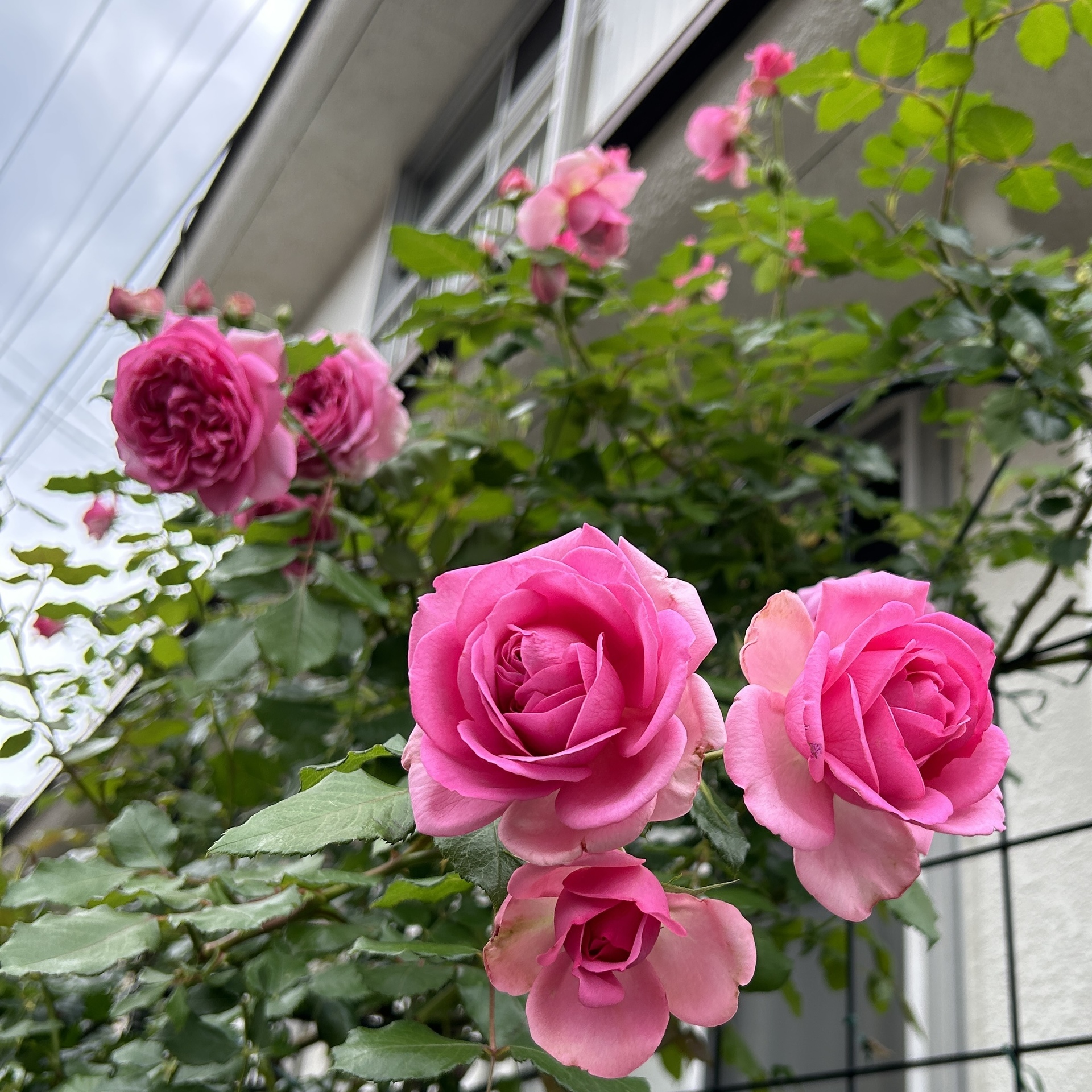 一家に一株ローズポンパドール: Green's Garden