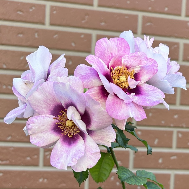 剪定しにくいアイズフォーユー Green's Garden