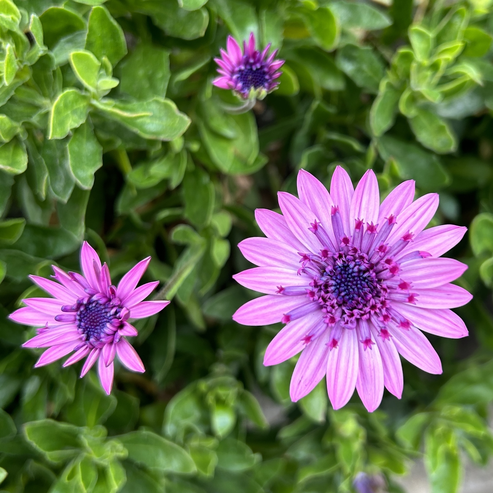 冬も頑張るオステオスペルマム Green's Garden